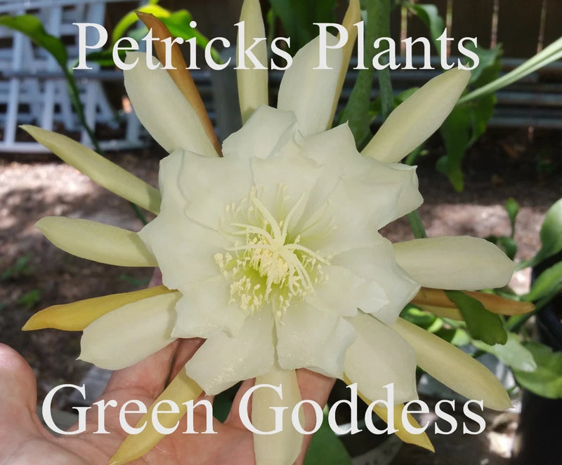 Mature epiphyllum orchid cactus plant with large pale white blooms and green centers