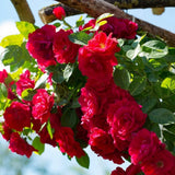 Bare Root Rose Climbing Blaze with Red Flowers (2-Pack) Green Plant