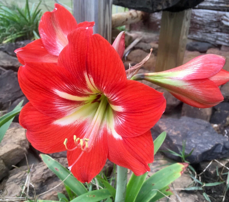 4 bulbs - Hardy Amaryllis, Hippeastrum x johnsonii, St. Joseph's Lily, TX Grown Lily