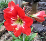 4 bulbs - Hardy Amaryllis, Hippeastrum x johnsonii, St. Joseph's Lily, TX Grown Lily