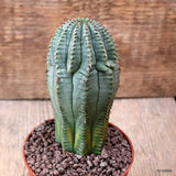 D7712 EUPHORBIA INFAUSTA pot9-H13-W5,5 cm MaMa Cactus Green Plant