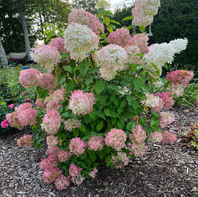 Live Phantom Hydrangea Plant, 2.5"Pot,White to Pink Panicle Hydrangea Shrub/Tree Hydrangea