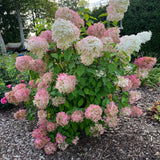 Live Phantom Hydrangea Plant, 2.5"Pot,White to Pink Panicle Hydrangea Shrub/Tree Hydrangea