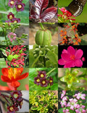 JATROPHA MIX  landscape plant physic nut caudex flower succulent desert 15 seeds Garden Plants