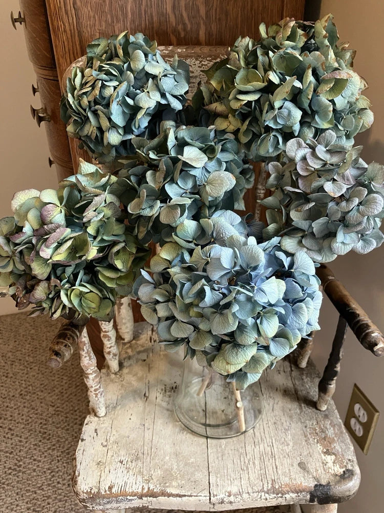7 Dried Hydrangea Flower Heads 4-7" on 10" Stems Blue Aqua Purple Dried Flower