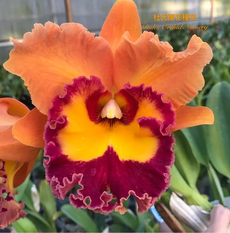Orange and purple orchid bloom with ruffled edges, yellow center and dark throat