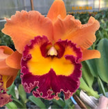 Rlc Duh's Crown '021414' SM/JOGA near blooming size cattleya orchid clone. Orchids