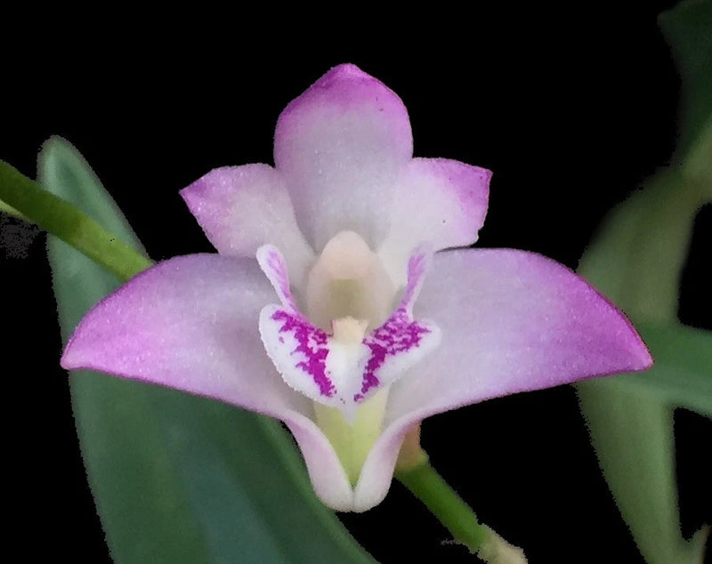 Purple-and-white Dendrobium orchid flower with green leaves