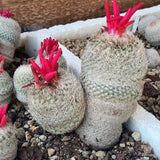 D5519 EPITHELANTHA RUFISPINA potX-H12-W11 cm MaMa Cactus Green Plant