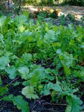 Seven Top Turnip Seed, 1/2 Pound, Best For Greens, Heirloom, USA Garden Plants