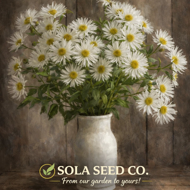 White Upland Aster Seeds Native Pollinator Wildflower 500 Seeds FREE Ship USA Garden Plants