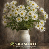 White Upland Aster Seeds Native Pollinator Wildflower 500 Seeds FREE Ship USA Garden Plants