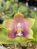 Original Phal Phalaenopsis Freya's Blue Origin-FRAGRANT Orchids