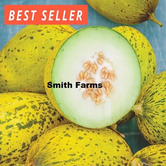10+ Seeds Whatamelon Melon Easy to Grow Vegetable Garden Planting Edible Garden Plants