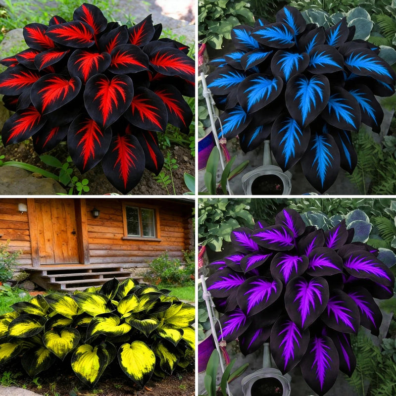 Mix Hosta Seeds for Planting, 280+pcs Rare Perennial Hosta Flower Seeds Lily
