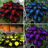Mix Hosta Seeds for Planting, 280+pcs Rare Perennial Hosta Flower Seeds Lily