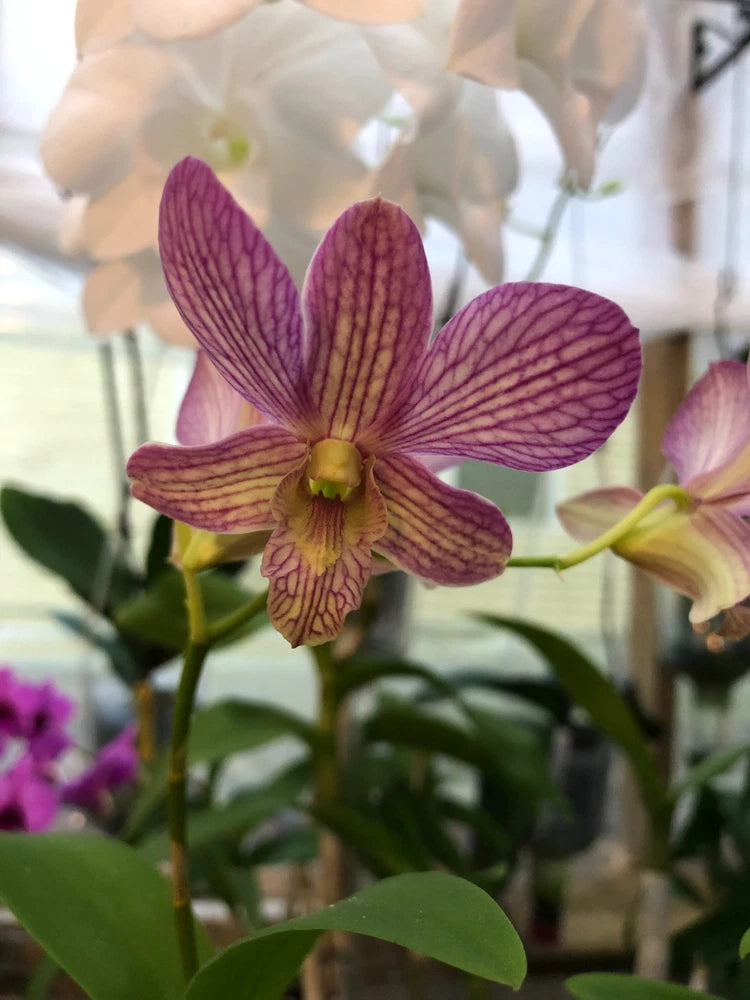 ( 62-9 )  Den.(Thongchai Gold x Candy Stripe )  NBS Orchids