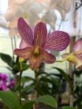 ( 62-9 )  Den.(Thongchai Gold x Candy Stripe )  NBS Orchids