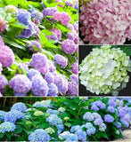Hydrangea Flower Seeds, Mixed Color (100 Seeds) - Easy to Grow, Large Colorful B Hydrangea
