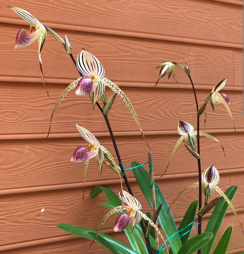 Multifloral Paphiopedilum orchid with purple-and-white blooms and green leaves