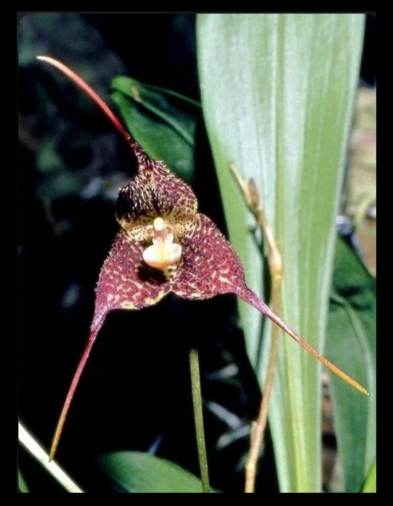Purple orchid bloom with white lip, slender petals, upright green leaves.