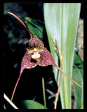 Dracula minax Red Orange Lip Ivory Spots Orchid Species Divisions 1.5Ó Pot Orchids