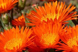 50+ ORANGE ICE PLANT FLOWER SEEDS / PERENNIAL / DOROTHEANTHUS BELLIDFORMIS Flowering Plants