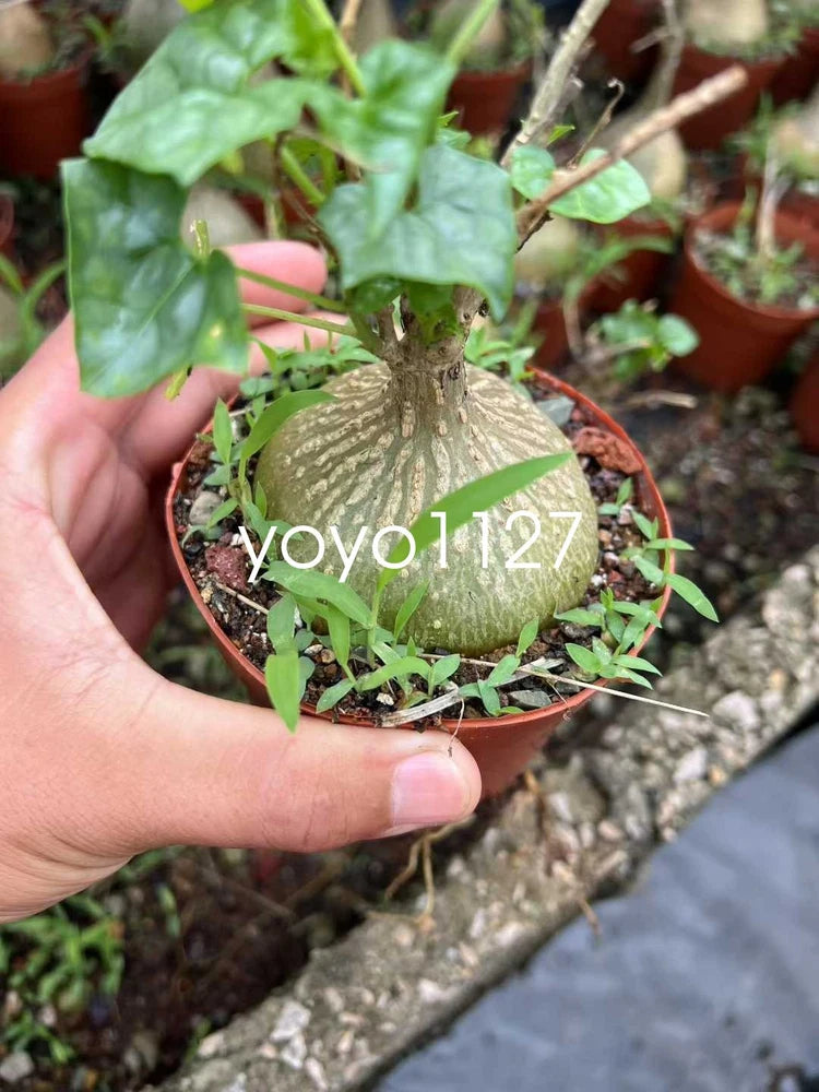 Gerrardanthus macrorhizus cactus plant in small pot with green vines and caudex