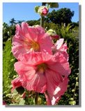 ROSE 11 FT TALL  30+ GIANT DANISH HOLLYHOCK  FLOWER SEEDS Flowering Plants