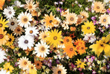 1000 MIXED AFRICAN DAISY DAISIES Dimorphotheca aka Cape Marigold Flower Seeds Flowering Plants