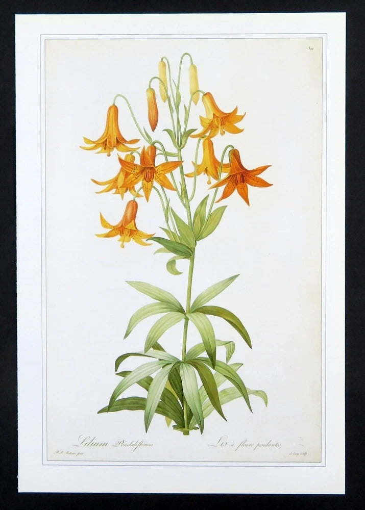Redoute botanical print MEADOW LILY Lilium Penduliflorum, 1990 book plate illus Lily