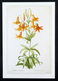 Redoute botanical print MEADOW LILY Lilium Penduliflorum, 1990 book plate illus Lily