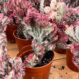 5'' Euphorbia Lactea Cristata, Live Cactus Plants,Rare Plants Flowering Plants