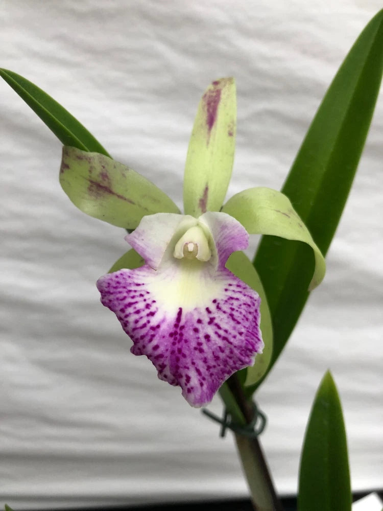 (656-2) Bc.Walter August '4Stars' x C.Green Vell Dressy 4N       MS Orchids