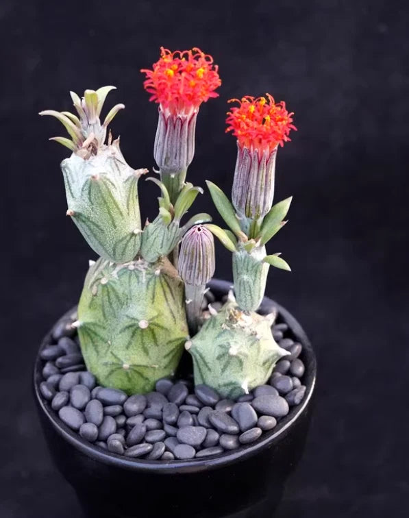 3pcs Succulent plant Senecio mweroensisssp.saginatus flowering plants high5-7cm Flowering Plants