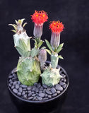 3pcs Succulent plant Senecio mweroensisssp.saginatus flowering plants high5-7cm Flowering Plants