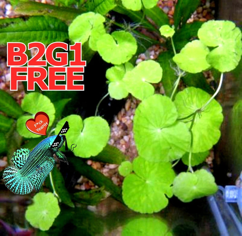 Bright green live aquarium plant with round floating leaves
