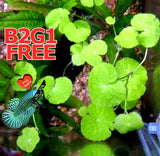 Betta wort centella asiatica 3-5 Live Fish Tank Plants Aquarium Plant B2G1FREE _ Orchids
