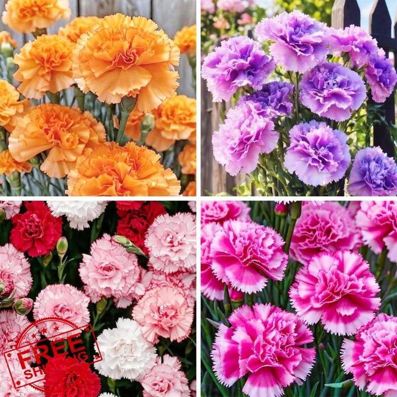 1000 Carnation Seeds Heirloom Mix 8 Colors Fragrant Cut Flowers Carnation