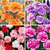 1000 Carnation Seeds Heirloom Mix 8 Colors Fragrant Cut Flowers Carnation