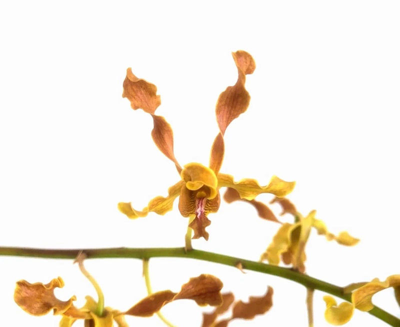 Golden horn Dendrobium orchid with yellow and orange ruffled flowers on green stem