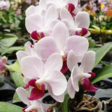 Variegated Phalaenopsis orchid with white petals and deep magenta centers on a spike