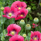 1,500 P. Somniferum Giant Poppy Seeds Ð Huge Pink to Purple Blooms Ð Heirloom Roses