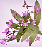 Dendrobium KINGIANUM species FRAGRANT miniature flower orchid. EASY to grow Flowering Plants
