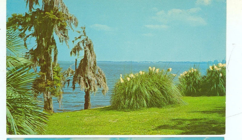 LAKE CHARLES,LOUISIANA-PAMPAS GRASS/SPANISH MOSS/PALMS-(LA-L) Pampas Grass