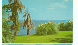 LAKE CHARLES,LOUISIANA-PAMPAS GRASS/SPANISH MOSS/PALMS-(LA-L) Pampas Grass
