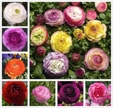 10PCS Mixed Color Ranunculus Bulbs Double Buttercups Spring Rose Bulb Wedding Fl Ranunculus