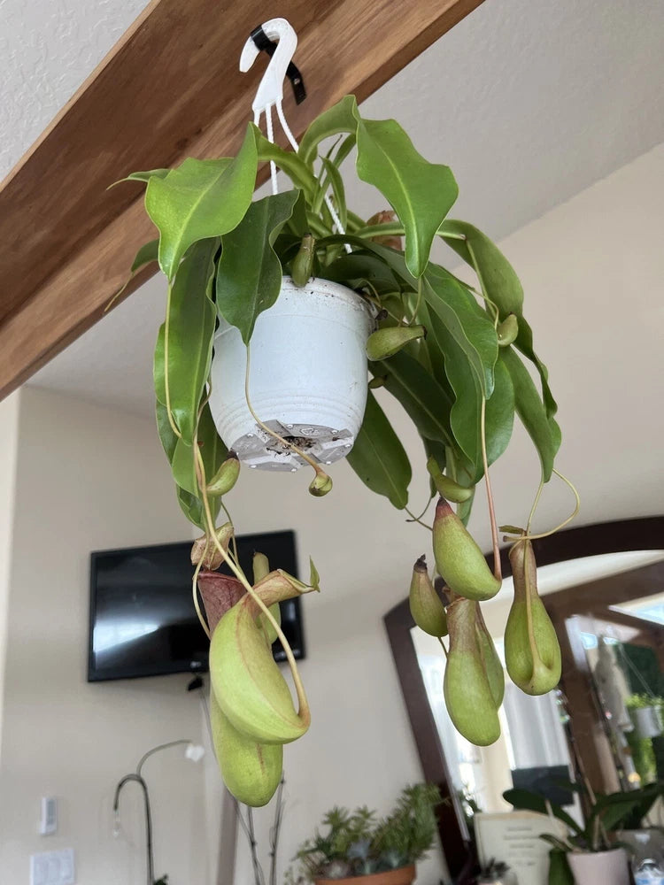 Hanging pitcher plant in white ceramic pot with long green leaves and pitchers