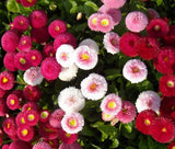 ENGLISH DAISY MIXED COLORS Bellis Perennis Super Enorma - 100 Seeds Garden Plants