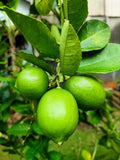 15 KEY LIME Citrus Aurantifolia Fruit Tree Shrub Seeds Flowering Plants